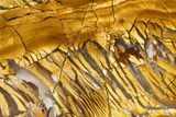 Polished Orange Brecciated Jasper - Nevada #378125-1